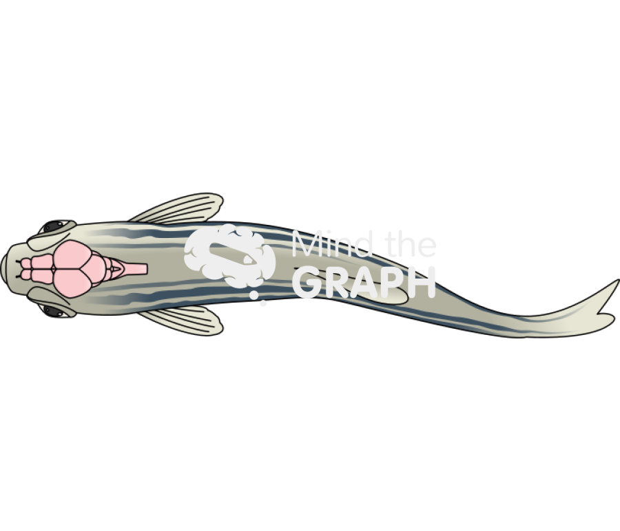 Zebrafish encephalon body 2 Icons, Symbols, Pictures, and Images