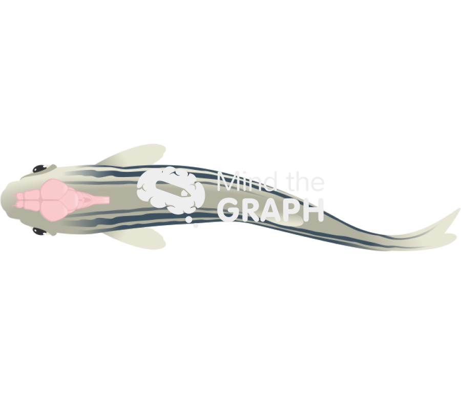 Zebrafish encephalon body 2 Icons, Symbols, Pictures, and Images
