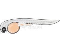 Zebrafish larvae 5 Icons, Symbols, Pictures, and Images