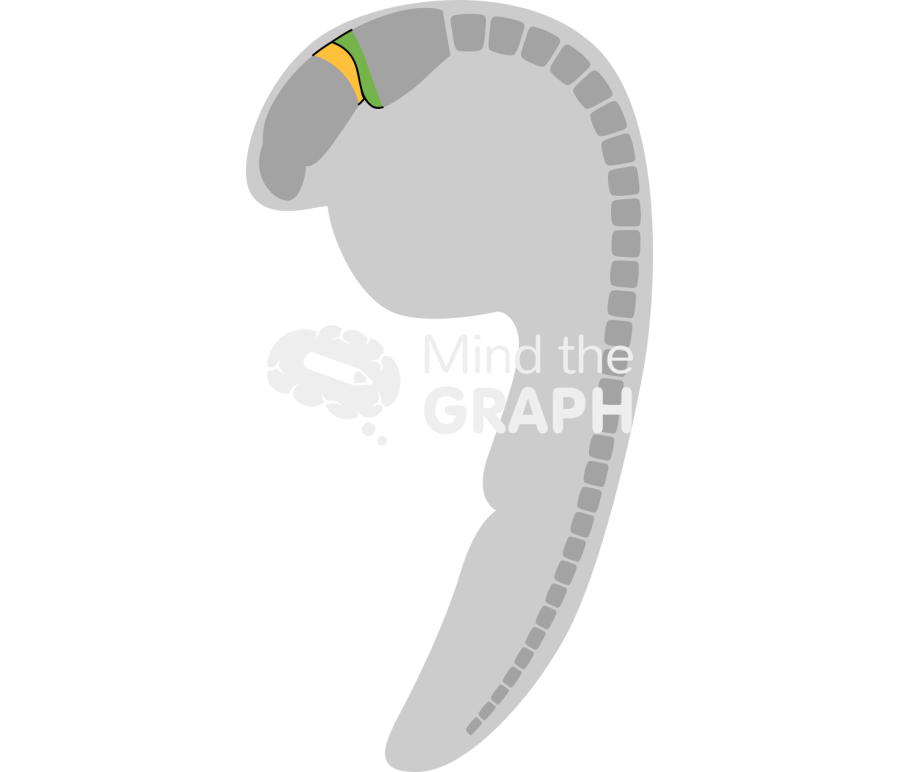 Zebrafish larvae mhb shape Icons, Symbols, Pictures, and Images