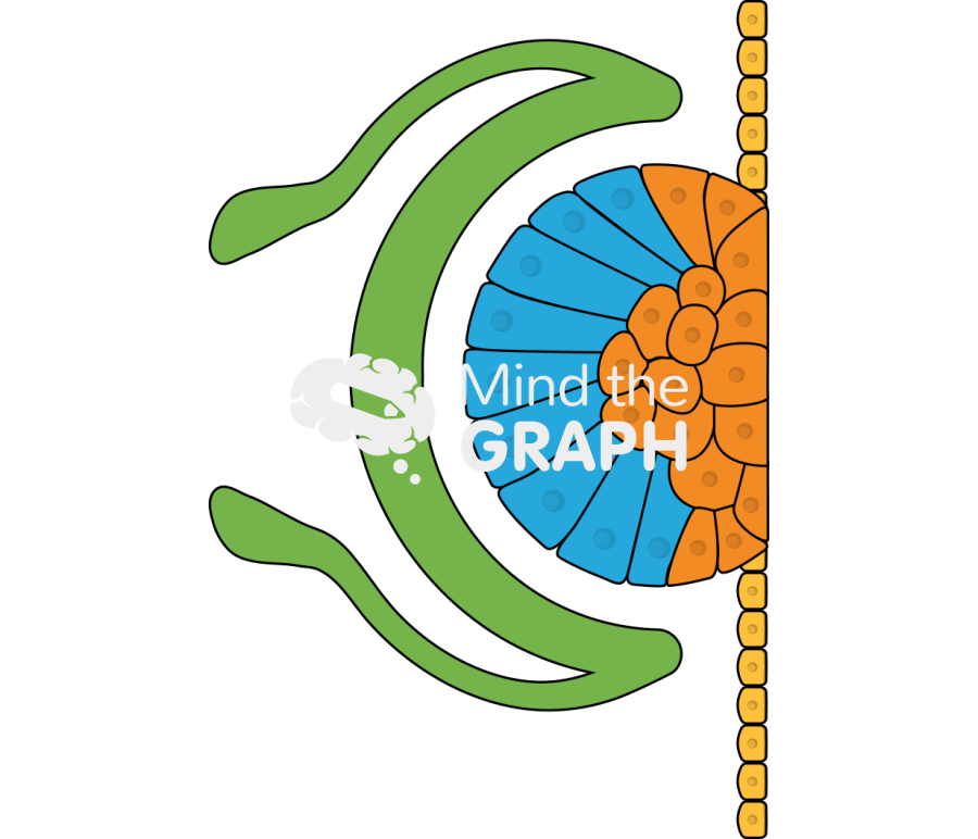 Zebrafish optical vesicle formation step 2 Icons, Symbols, Pictures, and Images