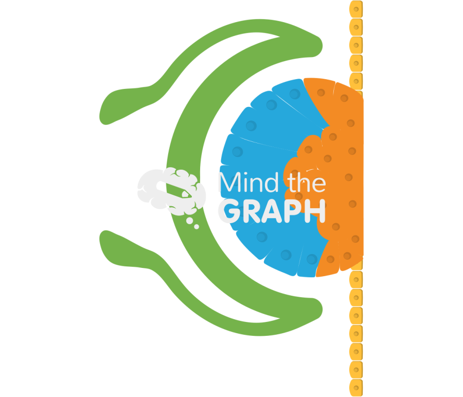 Zebrafish optical vesicle formation step 2 Icons, Symbols, Pictures, and Images