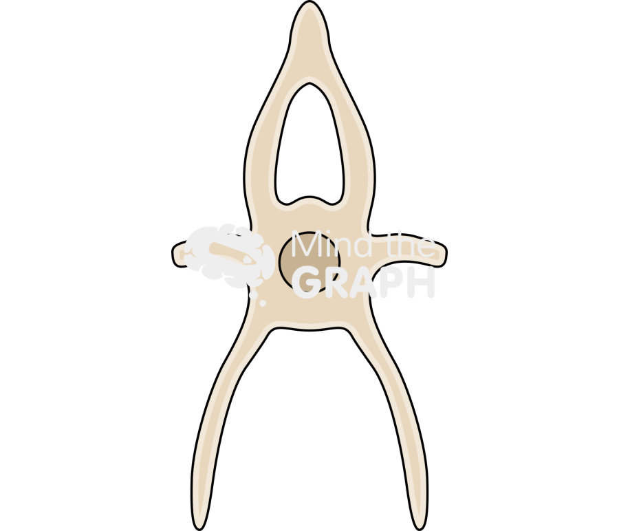 Zebrafish vertebrae transversal section 4 Icons, Symbols, Pictures, and Images