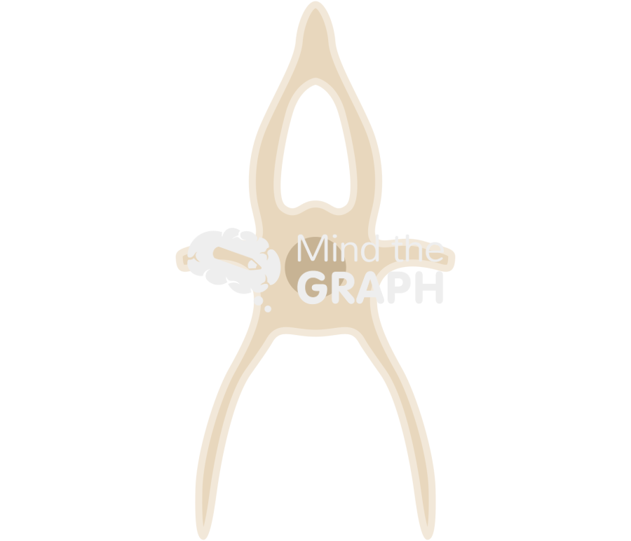 Zebrafish vertebrae transversal section 4 Icons, Symbols, Pictures, and Images